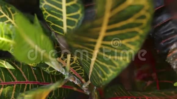 热带树叶丛林背景特写镜头视频的预览图