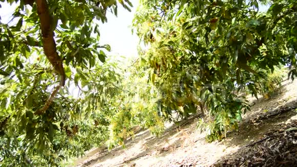 在带杆果树的种植园收获鳄梨果实视频的预览图