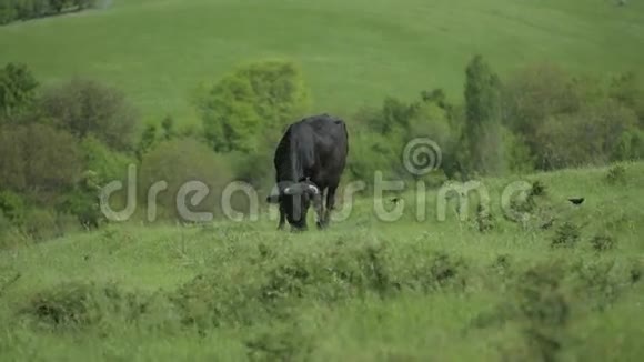 牛在山上放牧视频的预览图