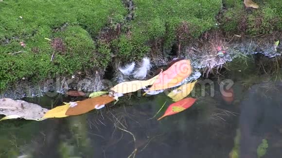 飘落的羽毛和树叶有苔藓在城市的溪流旁有过往的汽车声视频的预览图