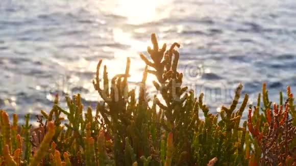 植物海水海洋视频的预览图