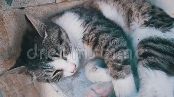 无家可归的猫夏天在街上睡觉视频的预览图