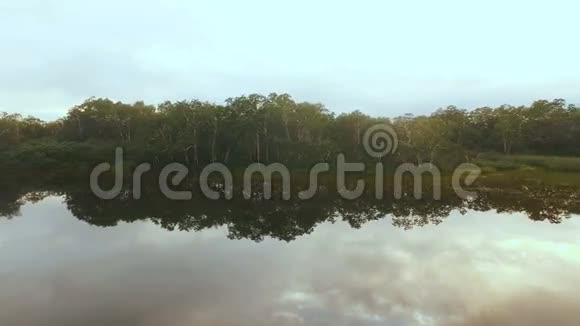 带着树木沿着森林飞翔树木倒映在水中视频的预览图