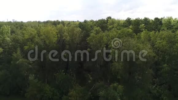 无人机在森林上空飞行从上面看4kUHD视频的预览图