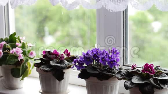 美丽的盛开的温柔的紫罗兰红色的粉红色的紫罗兰从风中绽放在窗台上的花盆里视频的预览图
