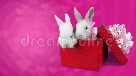 可爱的一对白兔戴着粉红色的蝴蝶结坐在礼品盒里视频的预览图