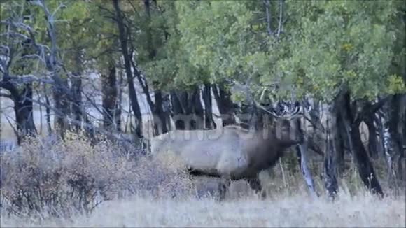 交配季节麋鹿穿过白杨树视频的预览图