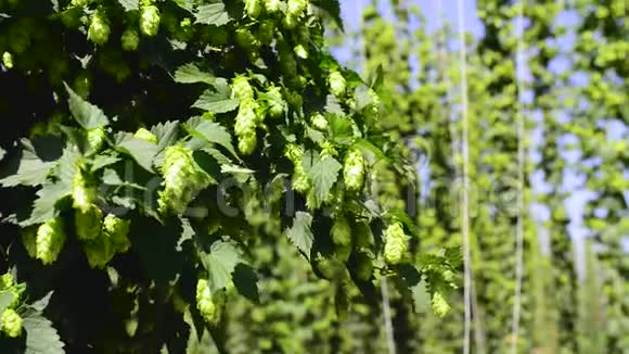 绿色新鲜啤酒花锥用于制作啤酒和面包特写农业背景视频的预览图