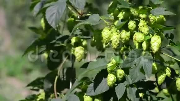 绿色新鲜啤酒花锥用于制作啤酒和面包特写农业背景视频的预览图