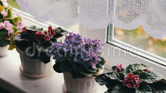 美丽的盛开的温柔的紫罗兰红色的粉红色的紫罗兰从风中绽放在窗台上的花盆里视频的预览图