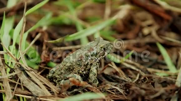 绿色的青蛙坐在绿草中视频的预览图