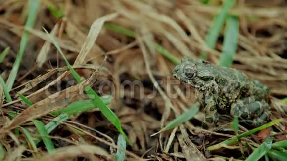 绿色的青蛙坐在绿草中视频的预览图