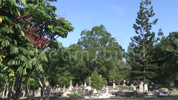 坟墓在树下的坟墓已经施肥了视频的预览图