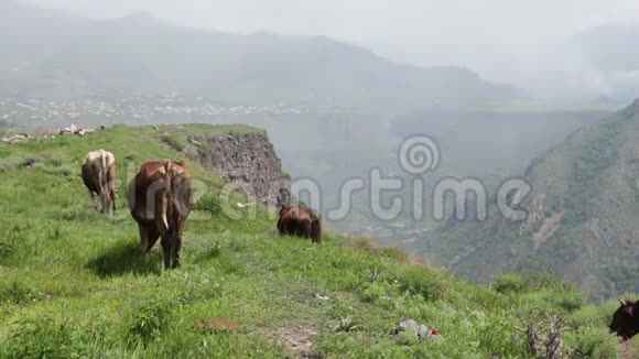 在俯瞰绿色山谷的山崖背景下在风景如画的风景中放牧奶牛视频的预览图