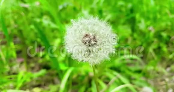 柔和的白花蒲公英在绿草的背景下春天的概念来了慢动作视频的预览图