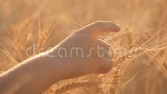 小女孩在日落的草地上挥手日落时分在田野里快乐的漂亮女孩视频的预览图
