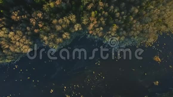 松林中的湖被冰覆盖着视频的预览图