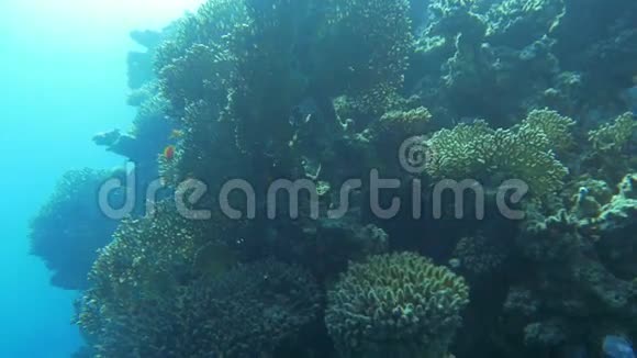 阳光下的珊瑚礁视频的预览图
