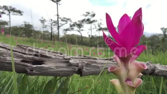 泰国暹罗郁金香花视频的预览图