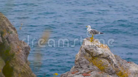 海鸥站在海边的岩石上视频的预览图