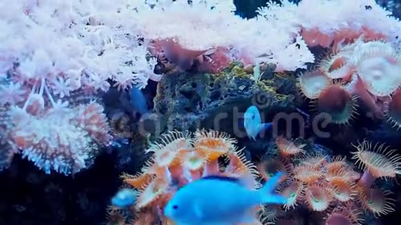 海洋馆大型水族馆有稀有鱼类视频的预览图