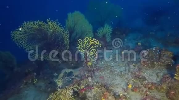 在深地中海暗礁中观赏峡谷视频的预览图