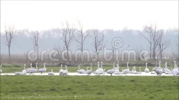 二月野鹅在草地上视频的预览图