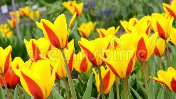 一群在风中移动的黄红色郁金香的花圃公园春天视频的预览图