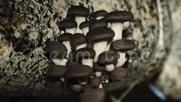 农家蘑菇的栽培牡蛎蘑菇9视频的预览图