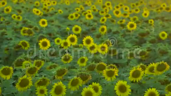 鲜艳美丽的向日葵视频的预览图