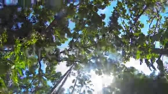 从船上到蓝天和热带森林阳光透过绿叶照耀高清晰度视频的预览图