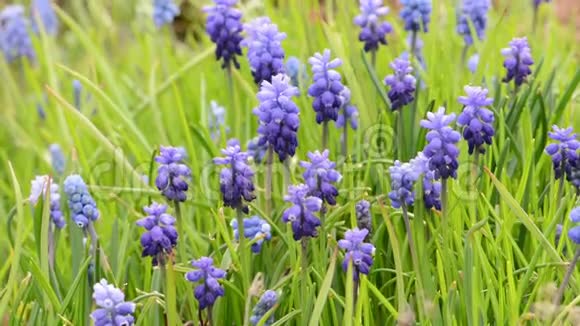 春天花坛中的蓝色葡萄风信子风穿过花朵视频的预览图