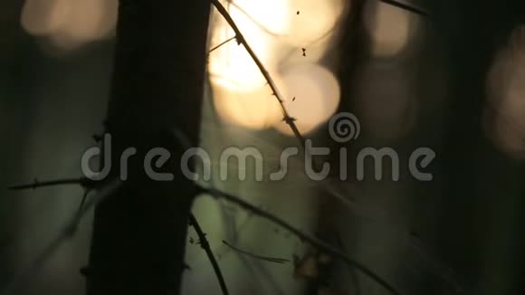 蛛网和夏日的阳光映照在清晨的松林浪漫视频的预览图