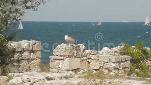 海鸥坐在石墙上视频的预览图