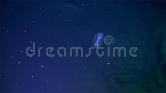 太平洋海底发光水母视频的预览图