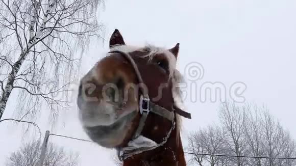 马的脸视频的预览图