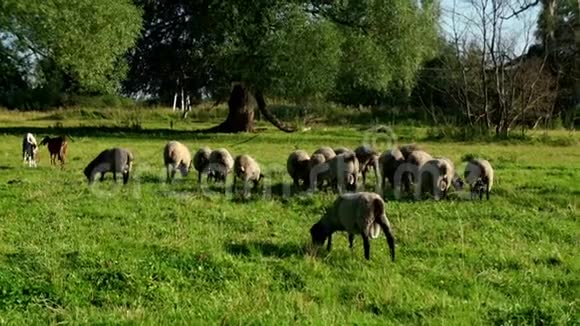 在农村农场吃新鲜草的羊和公羊农场的家畜视频的预览图