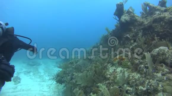 潜水员沿着珊瑚礁游泳视频的预览图