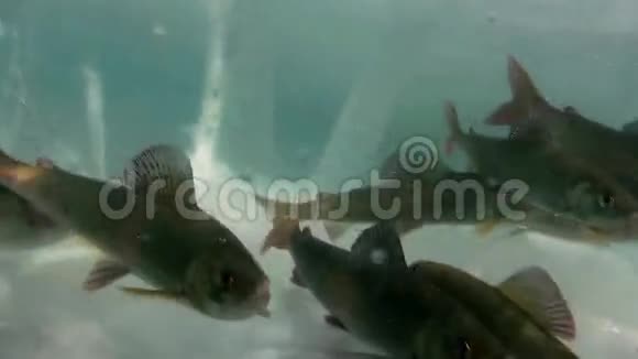 鱼在俄罗斯贝加尔湖的水下游泳视频的预览图
