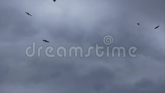 在灰云天上的乌鸦视频的预览图