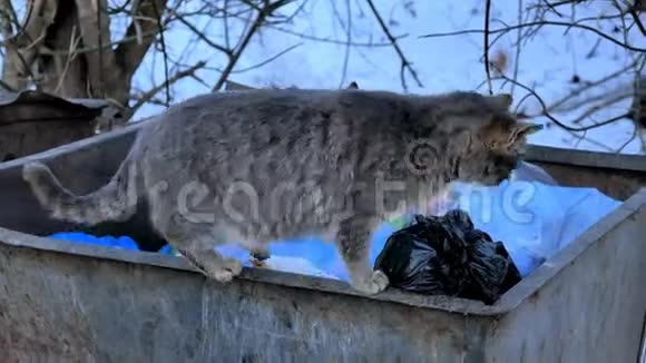 大城市的垃圾桶上有流浪的小巷猫视频的预览图
