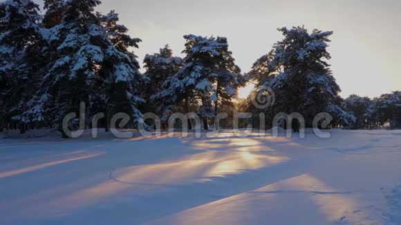 日落时美丽的圣诞冬林公园里的松树被雪覆盖明亮的阳光照亮了树木视频的预览图