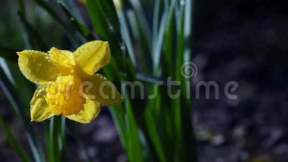 春天花园黄色水仙花雨滴视频的预览图