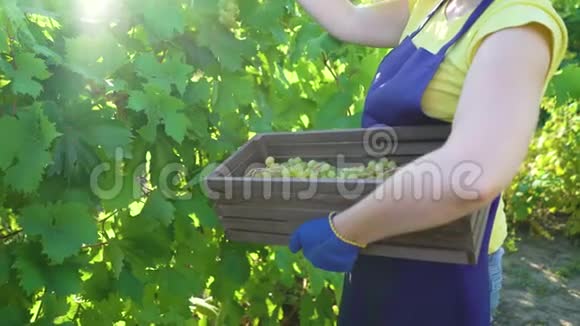 穿着蓝色围裙和园艺手套在葡萄园里摘葡萄的白种人女性视频的预览图