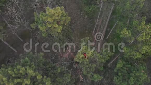活泼好动的红发女孩爬上松树的顶端空中射击针叶林视频的预览图