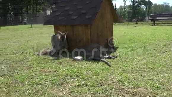 袋鼠动物躺在动物园的木屋旁的草地上视频的预览图