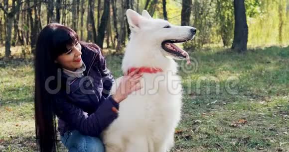 快乐的雌性兴高采烈地在秋天的公园里和狗一起玩和坐与家养动物的爱情和友谊白色视频的预览图