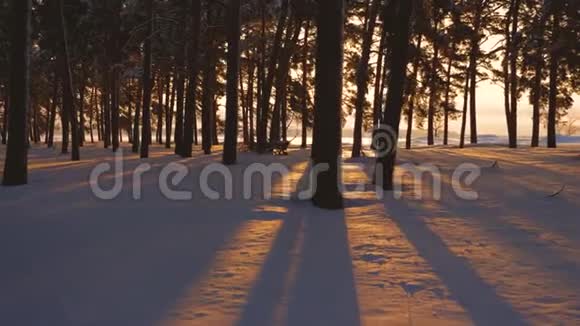 公园里的松树覆盖着雪明亮的阳光照亮了树木和雪美丽的圣诞冬林视频的预览图