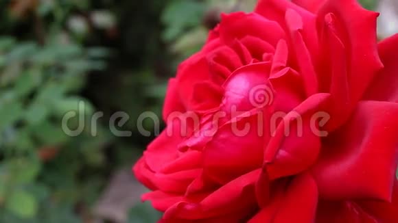 美丽的玫瑰视频的预览图
