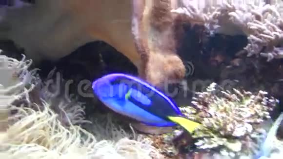 水族馆里的蓝鱼视频的预览图